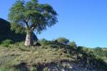 Afriky je baobab - 