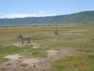 na zebry, - 
