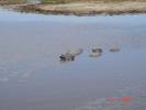 hrochy - 