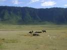 a zase buvoli - 
