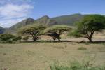 Serengeti - 