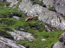 Kamzík - 