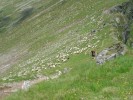 Ovečky - 