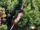 P8201687.JPG - 