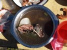 P8201689.JPG - 