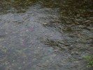 P8161548.jpg - 