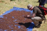 tak praží to kafe na slunci nebo na plotně? - 