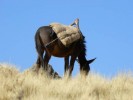 pod Imet Gogo - 