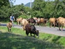 0130 - a já nemám zvonek... - 