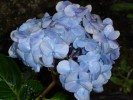 DSC00809_resize - 