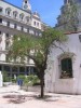 argentinsky narodni strom - 