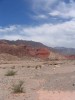 argentinska Arizona - 