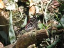 matematicky motyl - 