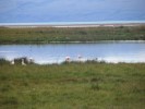 plamenaci kousek od jezera Argentina, Kalafate - 