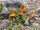 malebnost mistni flory - 