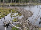 bobri hraz - 