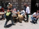 mezi Arequipou a Chivay (cca 4000 m.n.m) - 