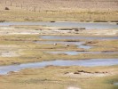 mezi Arequipou a Chivay - 
