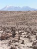 Nejvyšší bod na cestě z Arequipy do Chivay - 4800 m.n.m) - 