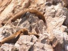 Paracas, ostrovy Ballestas - 