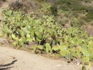 Colca Caňon - 