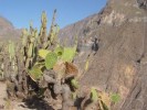 Colca Caňon - 