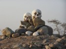 Nasca na cestě z Cahuachi, překupníci pokladů z místních hrobů po sobě často zanechají lidkou spoušť - 
