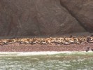 Paracas, ostrovy Ballestas - 